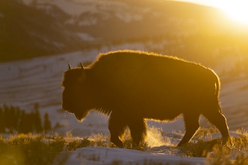 Yellowstone Bison silhouetted at sunset