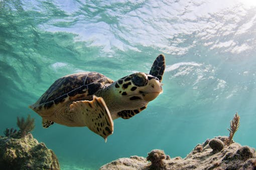 Hawksbill sea turtle waving flippers underwater