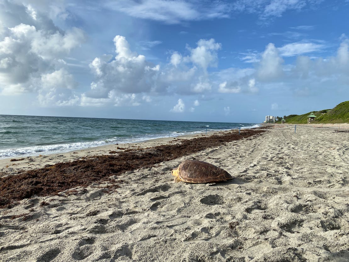 Amelia makes her way back into the ocean