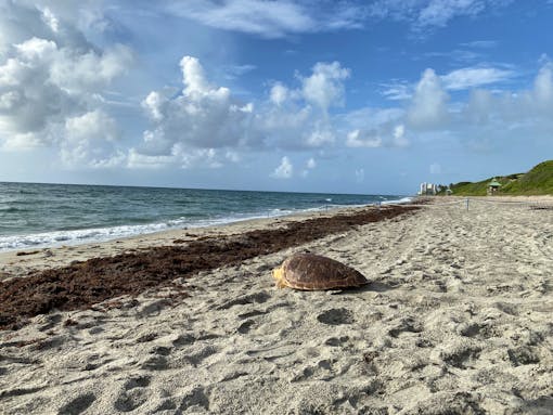 Amelia makes her way back into the ocean