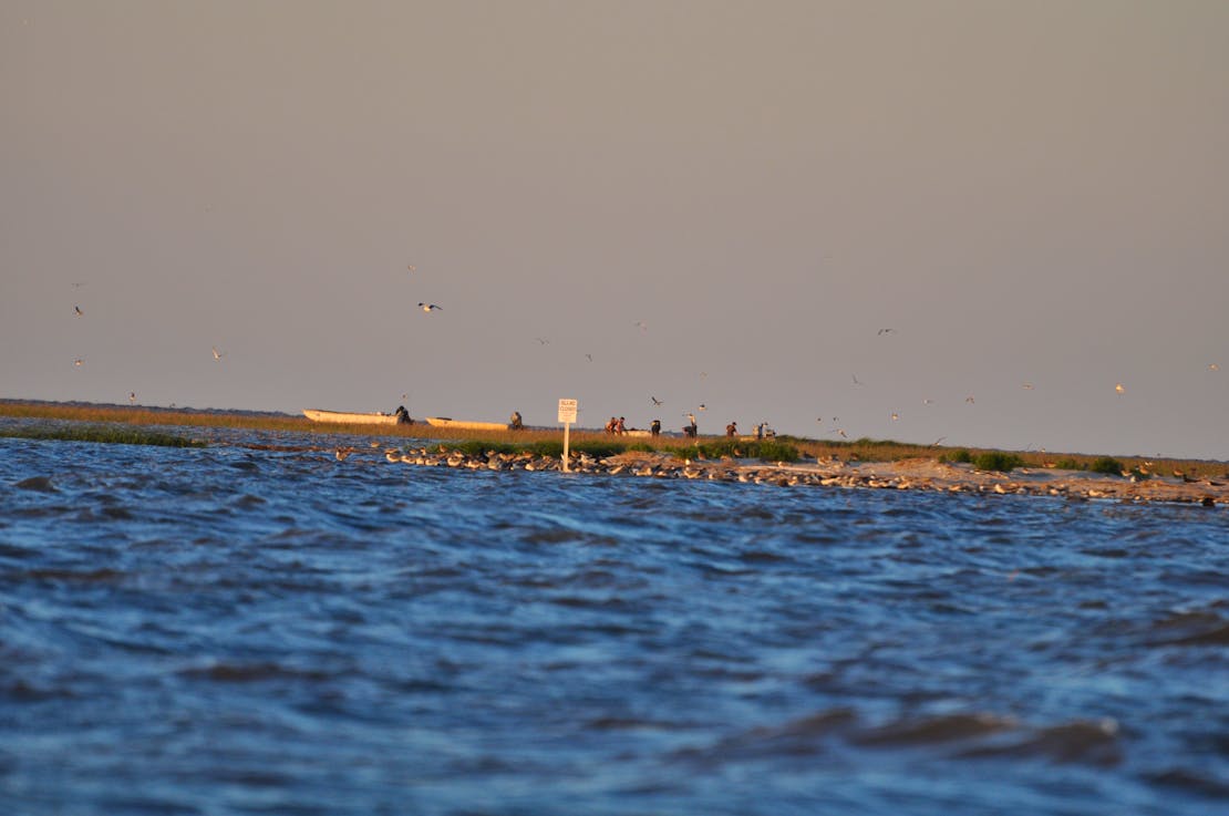 Marsh Island harvest