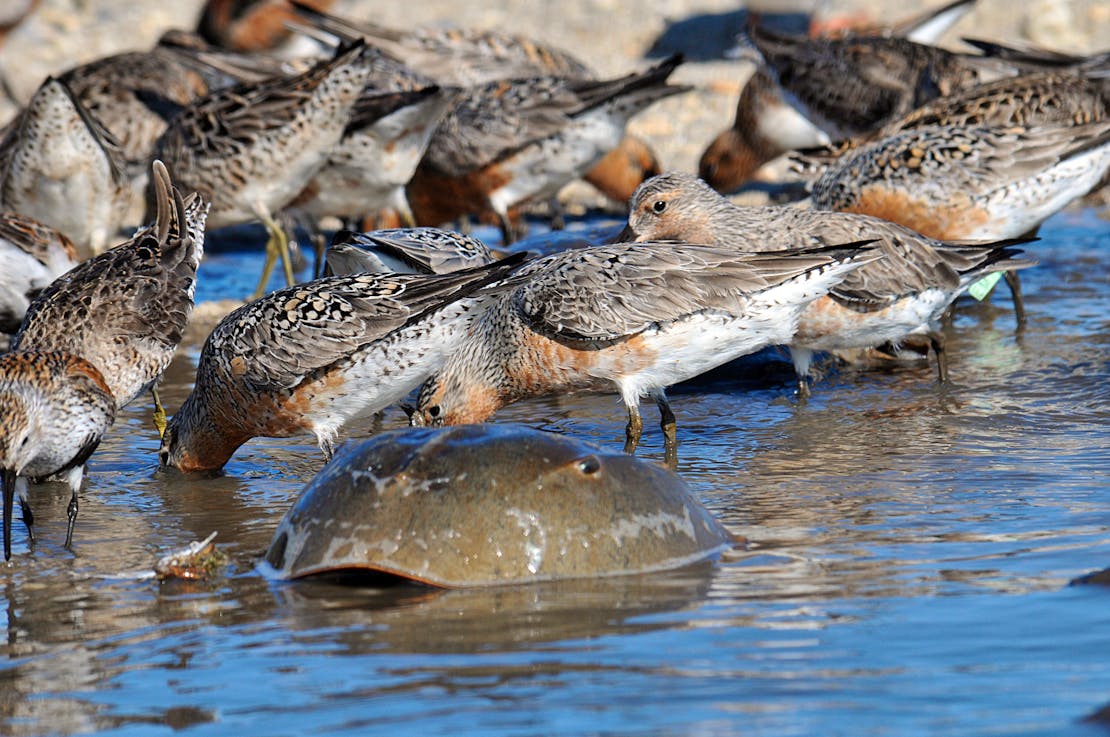 Red knots and horseshoe crab