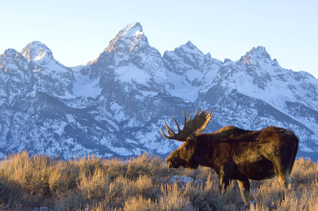 Moose and mountain, Grand Teton National Park, Wyoming