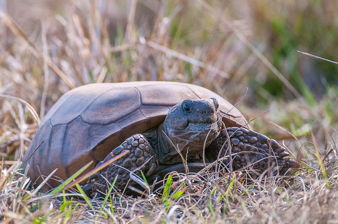 Gopher tortoise in the grass, Lake Kissimee State Park, Florida