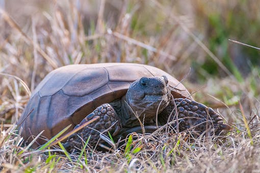 Gopher tortoise in the grass, Lake Kissimee State Park, Florida