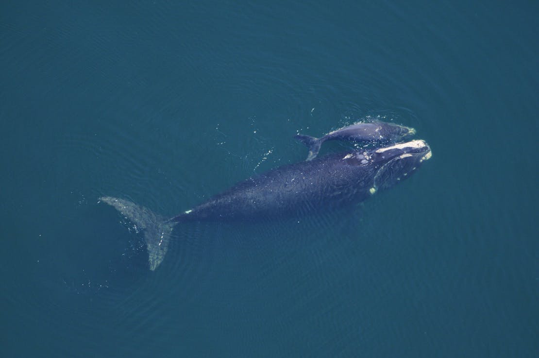 North Atlantic right whale and calf