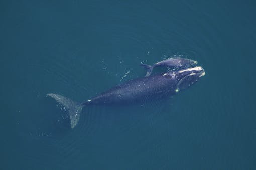 North Atlantic right whale and calf