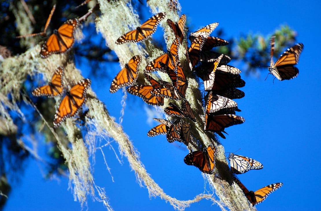 Monarch butterflies cling to Spanish Moss, California