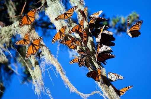 Monarch butterflies cling to Spanish Moss, California