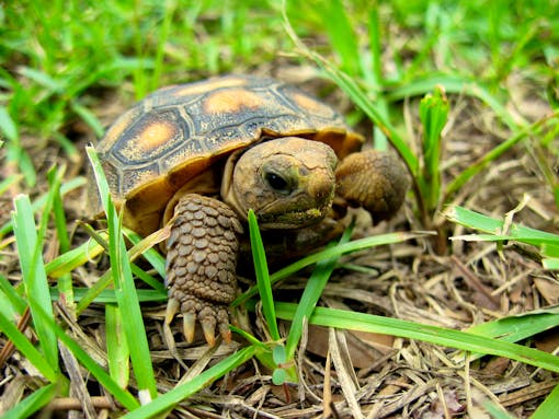 Juvenile gopher tortoise, Alabama