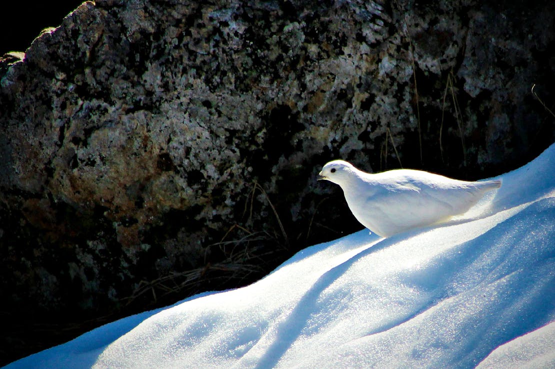 White-tailed ptarmigan, Seymour Mountain, Canada