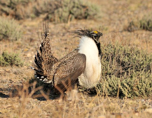 Greater sage grouse, Seedskadee National Wildlife Refuge, Wyoming