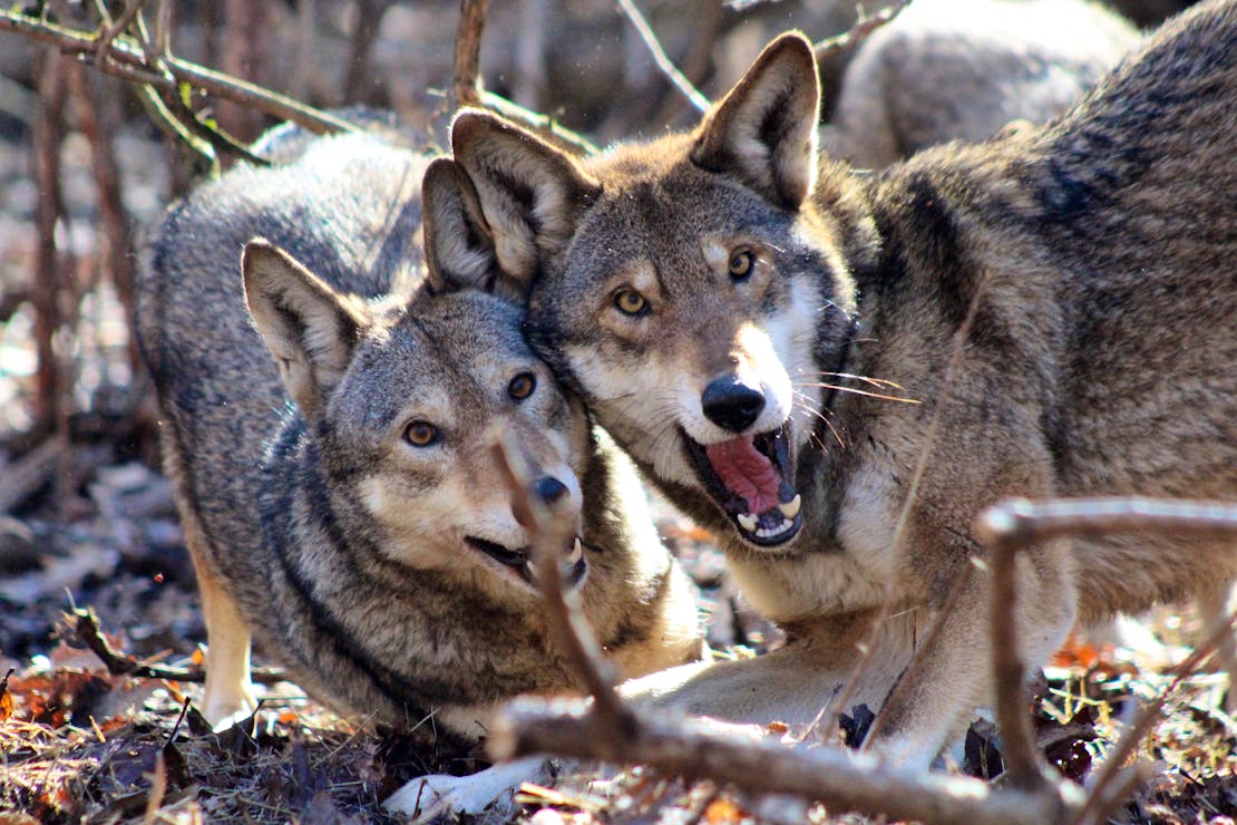 Red wolves playing