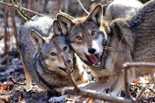 Red wolves playing