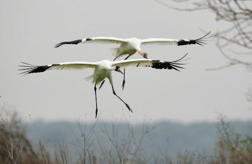 Whooping cranes landing, Johnson Ranch, Lamar, Texas