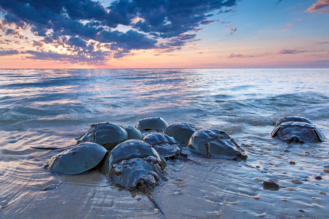 Horshoe crabs