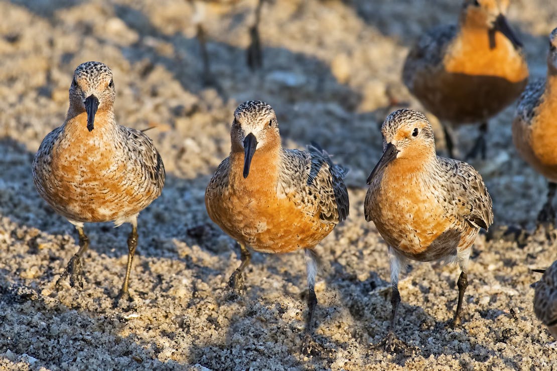 Group of red knots on sandy beach