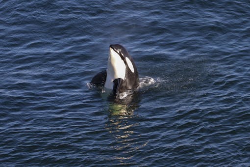 Southern Resident orca