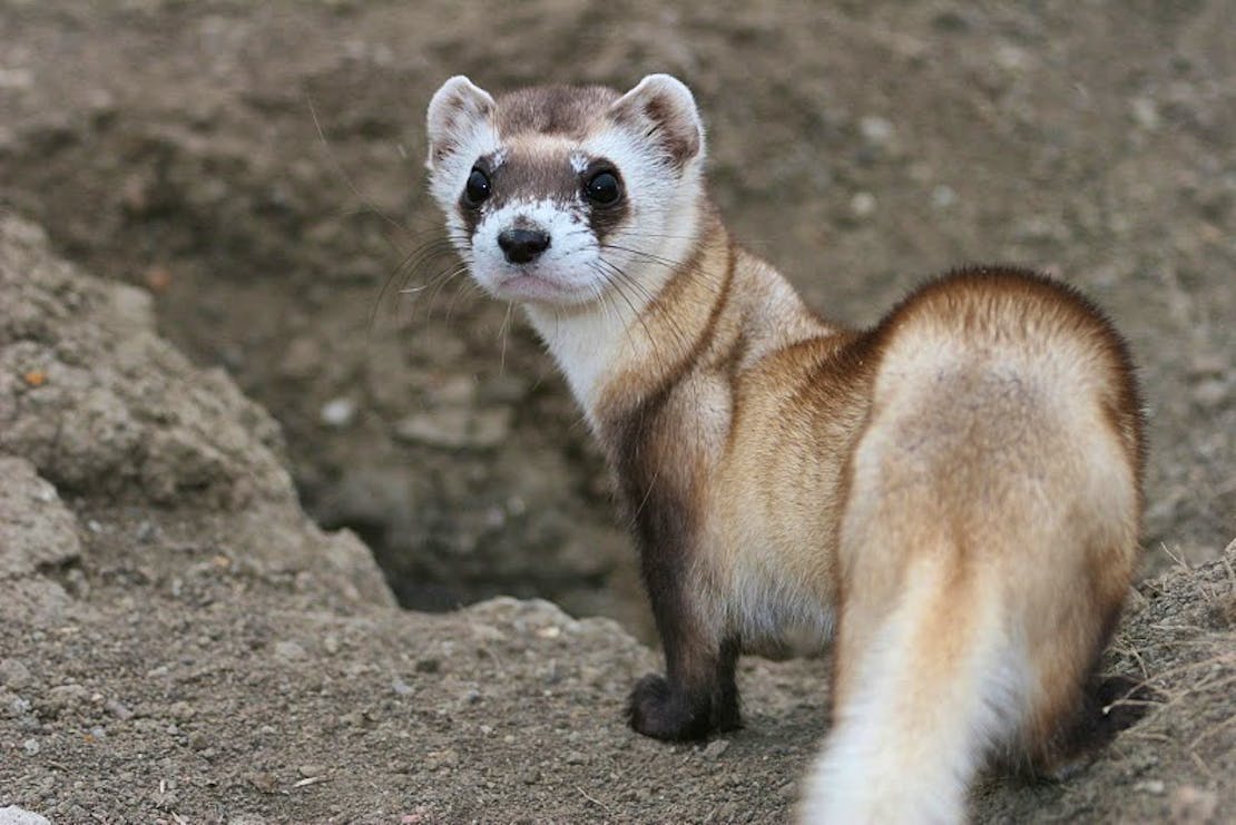 Black-footed ferret, National Black-Footed Ferret Conservation Center