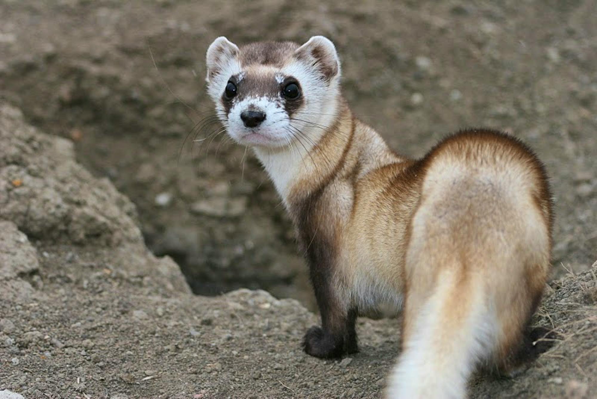 Black-footed ferret, National Black-Footed Ferret Conservation Center