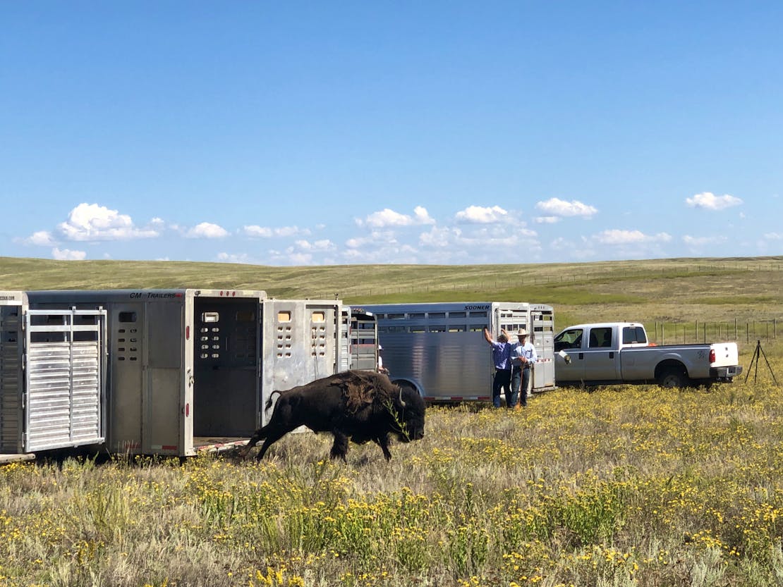 Fort Peck Bison Release