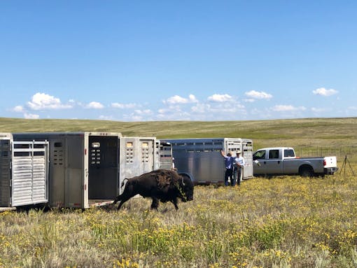 Fort Peck Bison Release