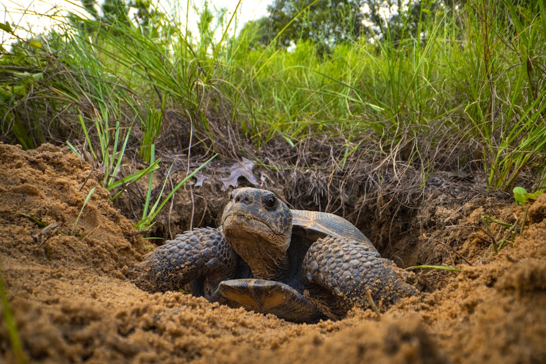 Gopher tortoise in burrow, Florida