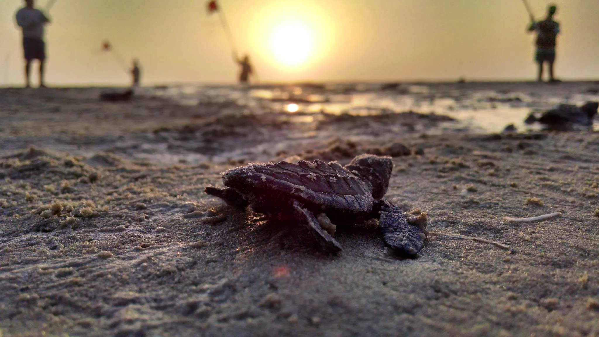 Baby sea turtle crawling toward water, Padre Island National Seashore