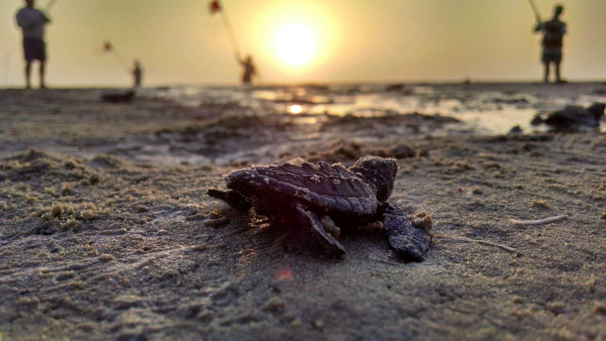 Baby sea turtle crawling toward water, Padre Island National Seashore