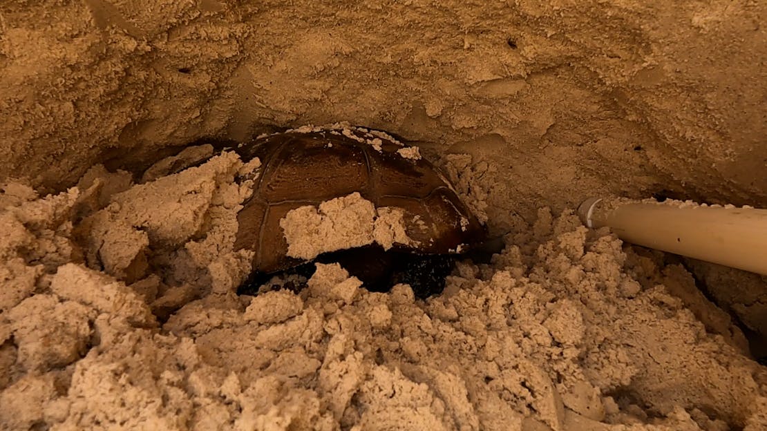 Wildlife Nation Ep 106, Still 2