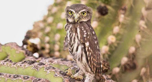 Cactus Ferruginous Pygmy Owl