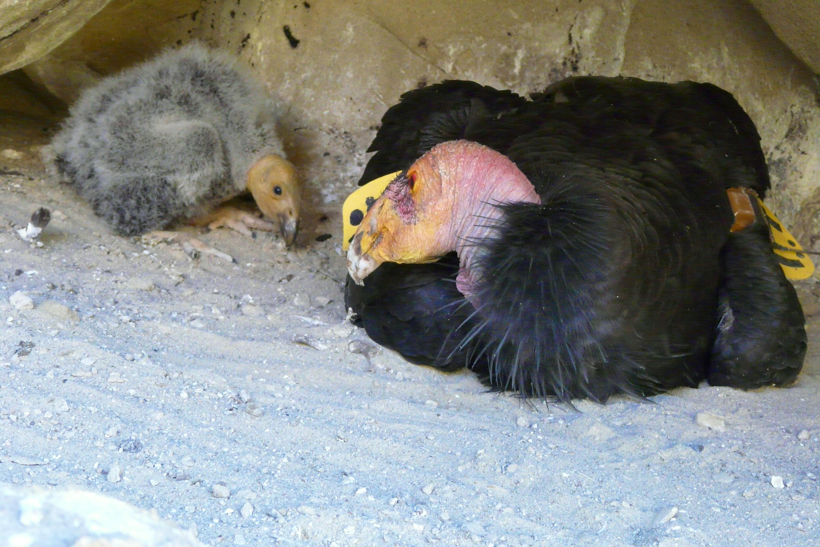 California condor with chick, California