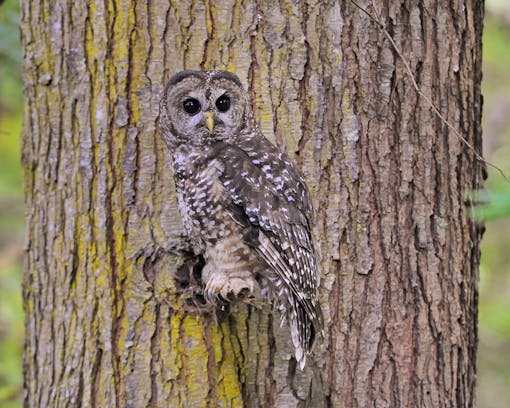 Northern spotted owl, Green Diamond Forest, California