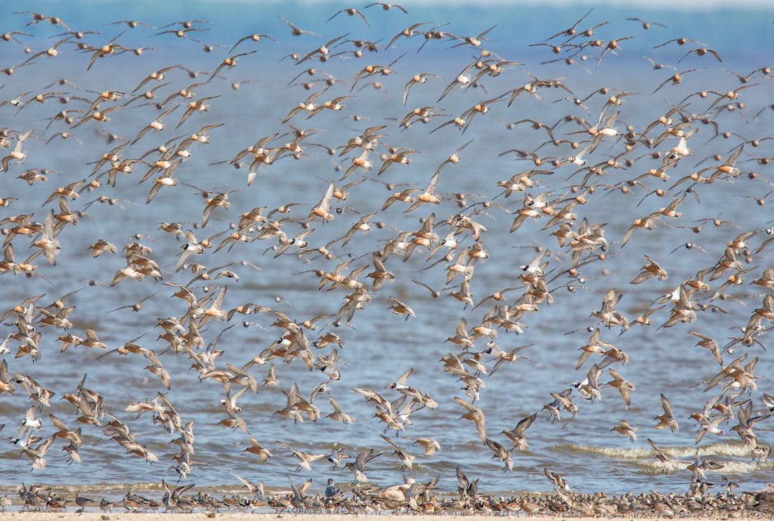 Spring migration of red knots, Delaware Bay