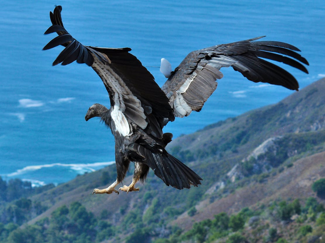 California Condor Flying Feet First, Big Sur, California