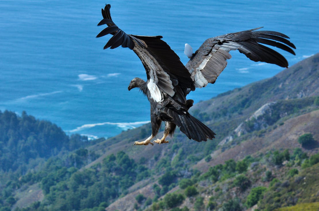 California Condor Flying Feet First, Big Sur, California