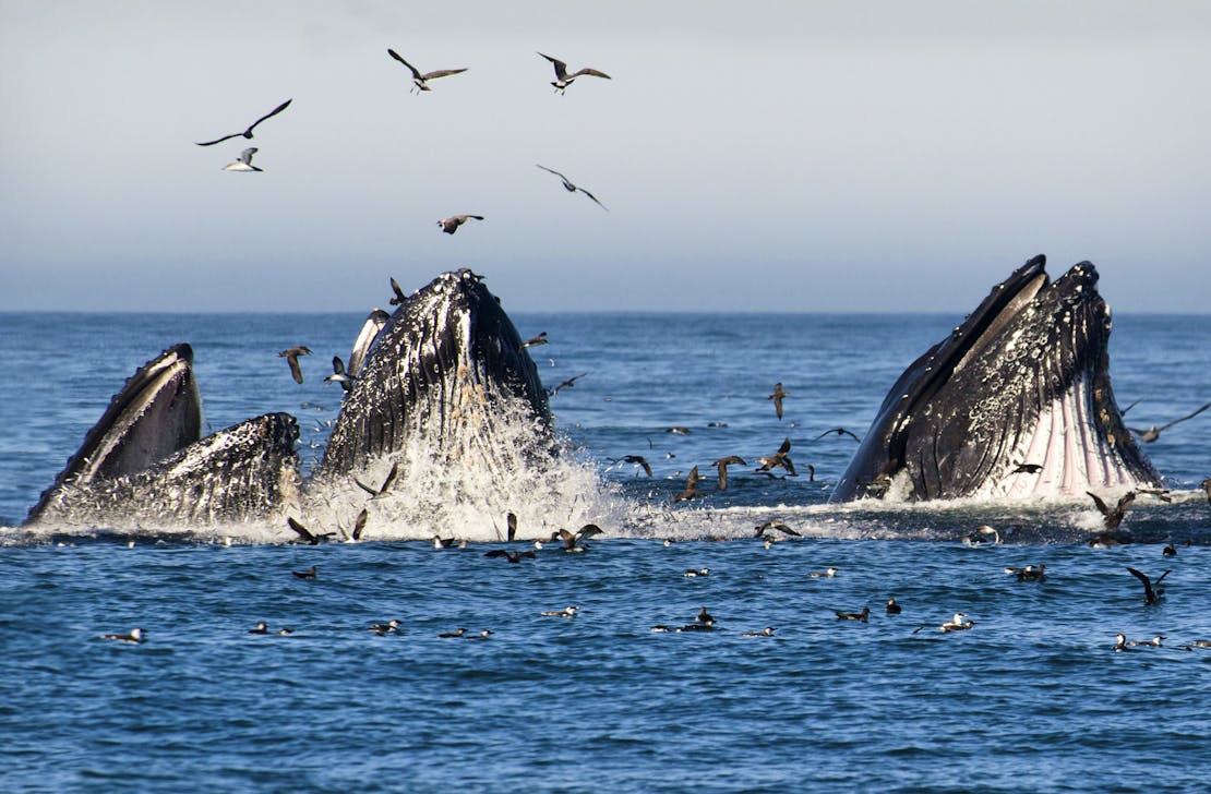 Bubble feeding humpback whales, Monterey Bay, California