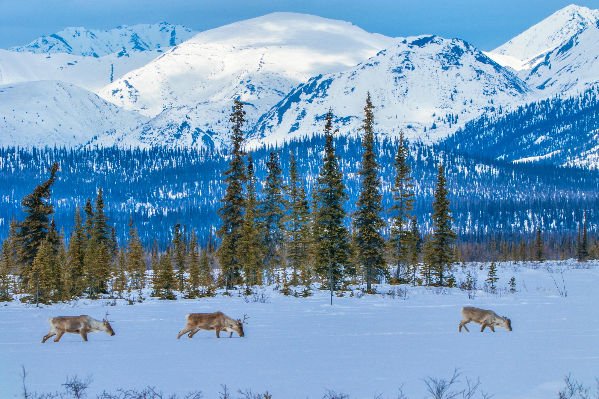 Porcupine caribou, Arctic Refuge, Alaska