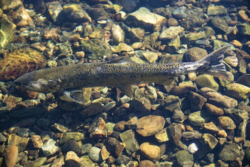 Spring Chinook salmon in Trinity River