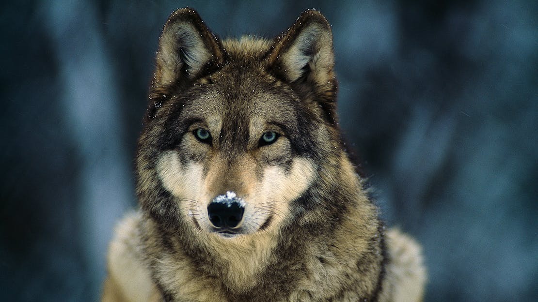 Gray_Wolf_Maya_Isster17-wikimedia