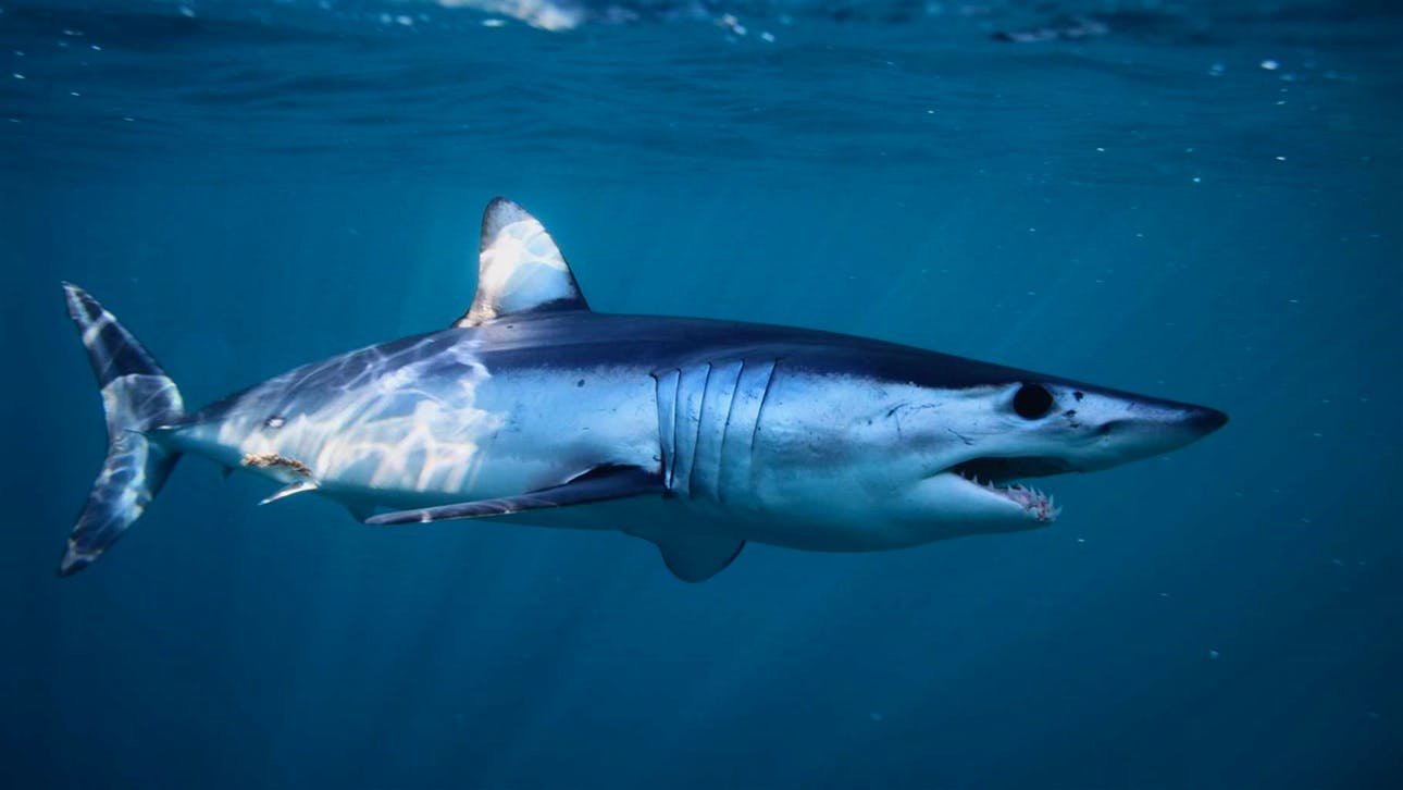 Shortfin Mako Shark
