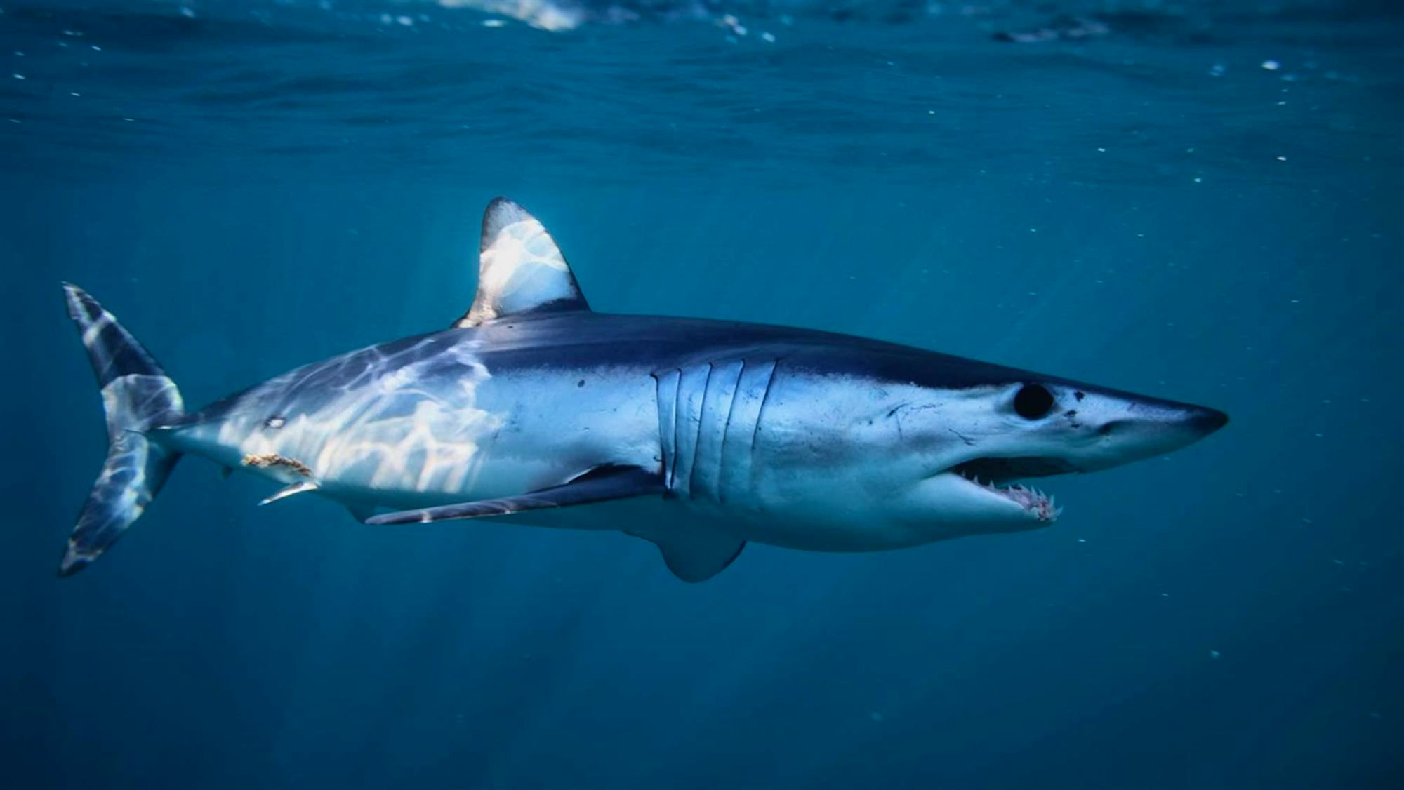 Shortfin Mako Shark