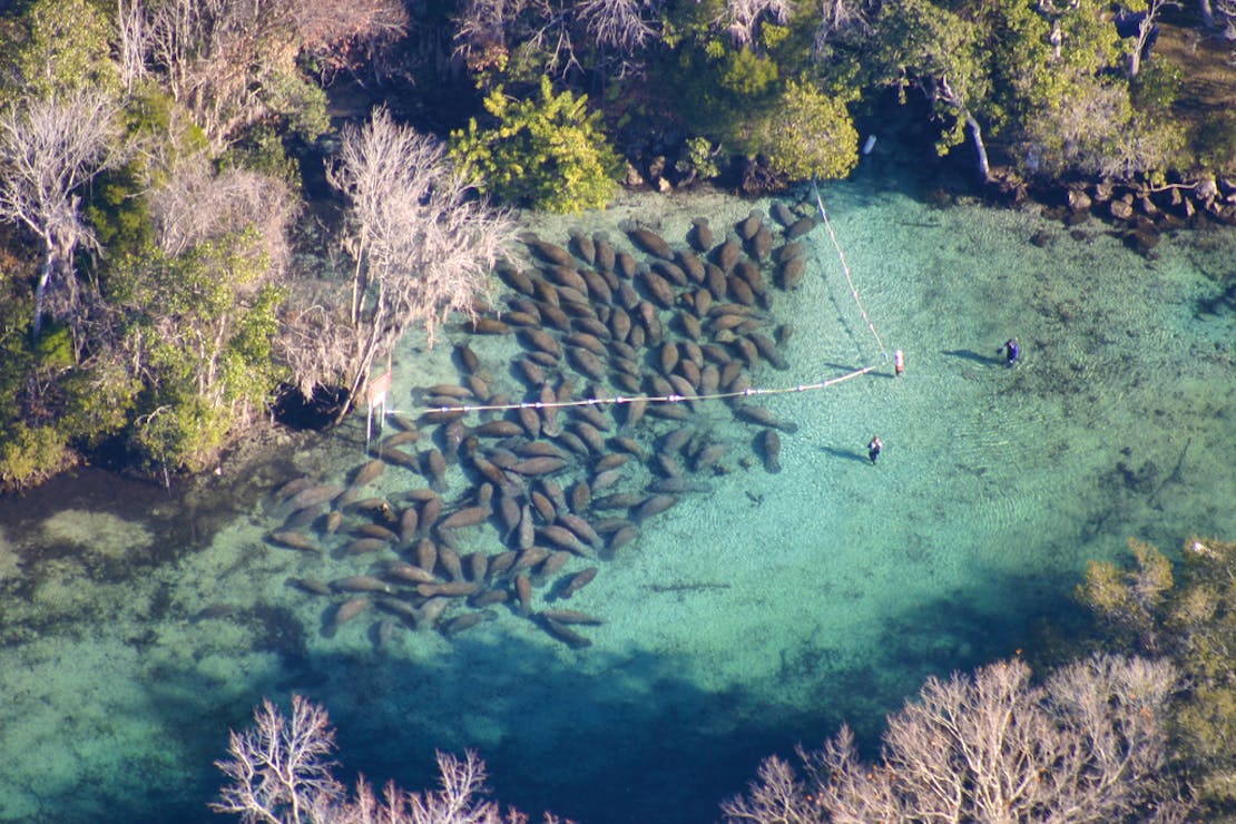 Florida Manatees from the air resting at Tarpon Hole and King Spring