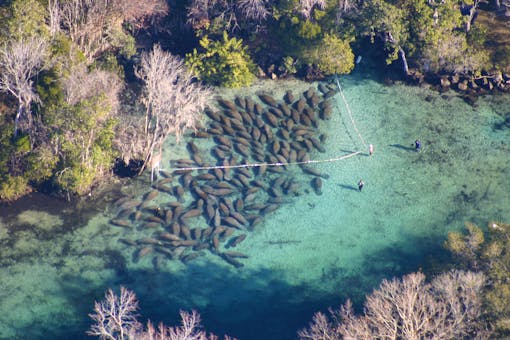 Florida Manatees from the air resting at Tarpon Hole and King Spring