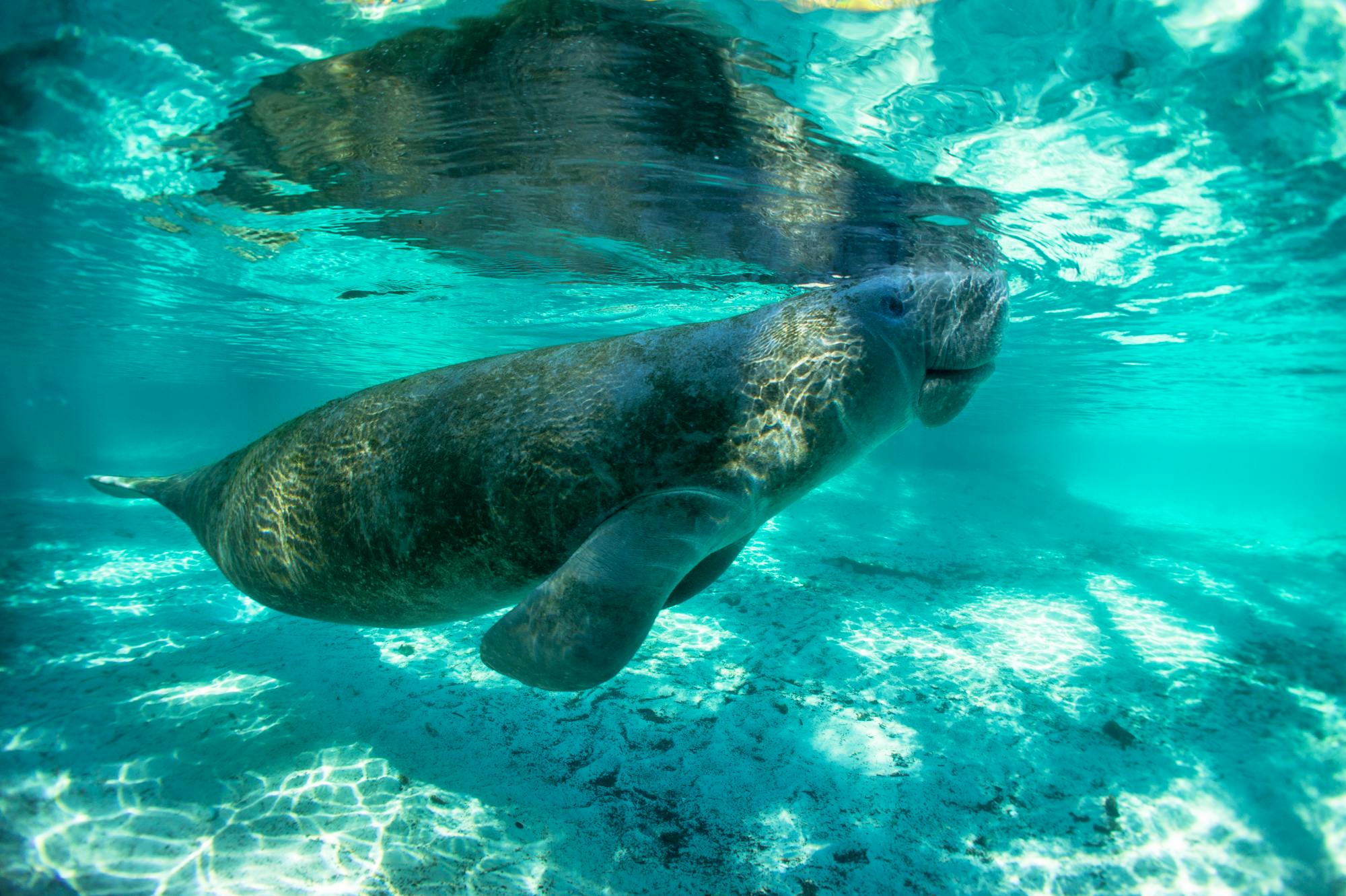 Manatee Coming up for Air - Florida - Crystal River