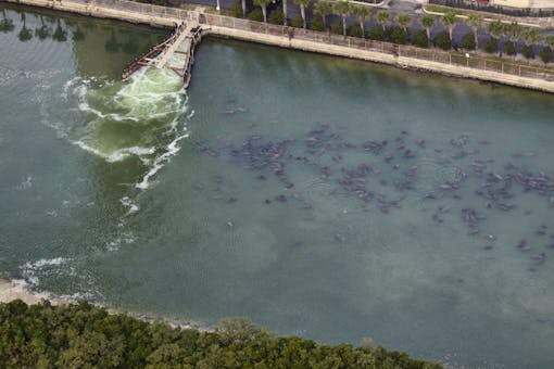 Florida Manatees at Tampa Electric