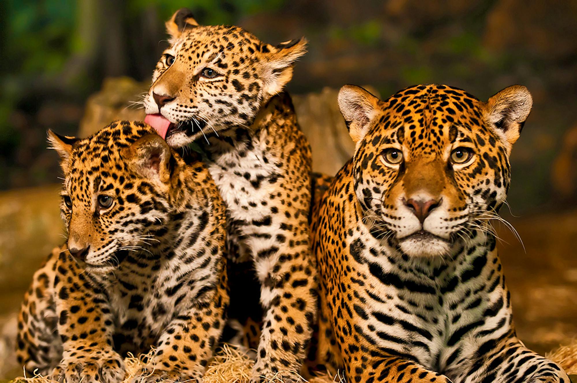 Family of jaguars - Winter 2022 Magazine