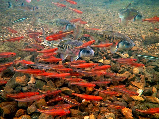 Striped Shiners and Tennessee Shiners