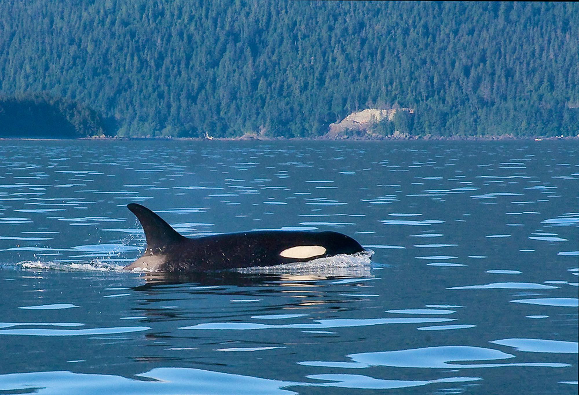 Snake River Dam, swimming orca - Winter 2022 Magazine