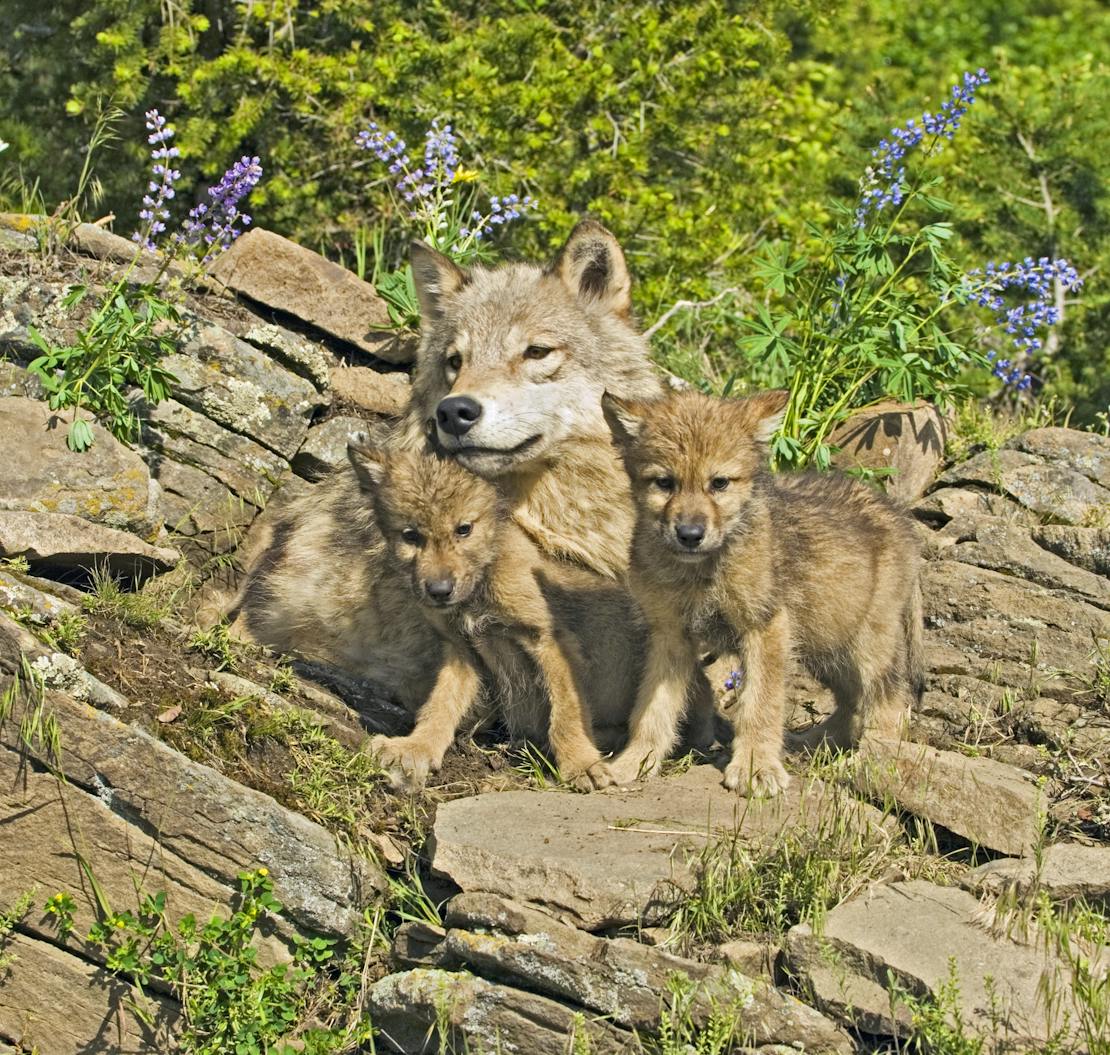 Gray Wolf Mother and Cubs - Montana